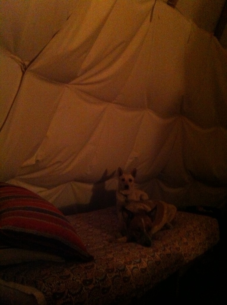 two dogs in a teepee