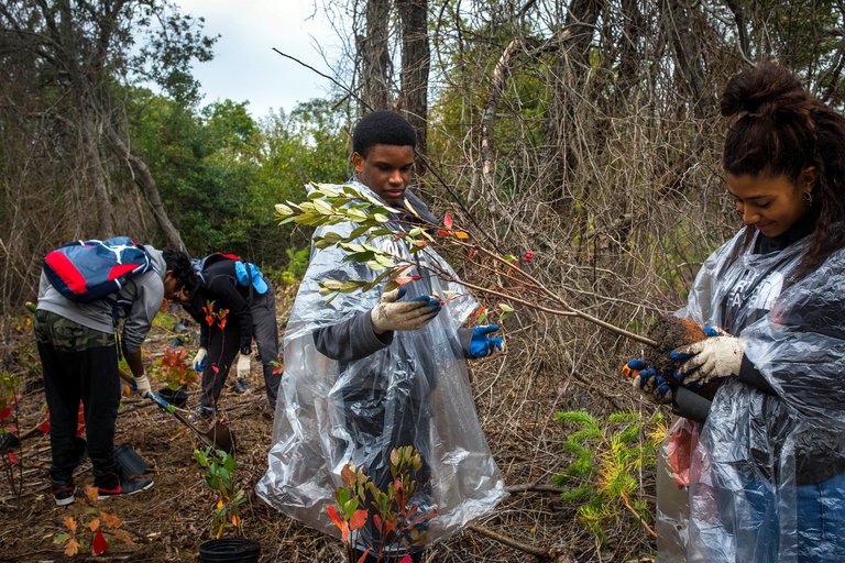  Planting a red chokeberry shrub in Jamaica Bay Wildlife Refuge. Credit Dave Sanders for The New York Times 