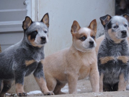 these little guys