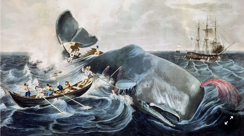 The killing in the 1830s of Mocha Dick, a giant sperm whale said to attack whaling ships with premeditated ferocity. Mocha Dick was an inspiration for Melville’s “Moby-Dick.”Credit...Alamy