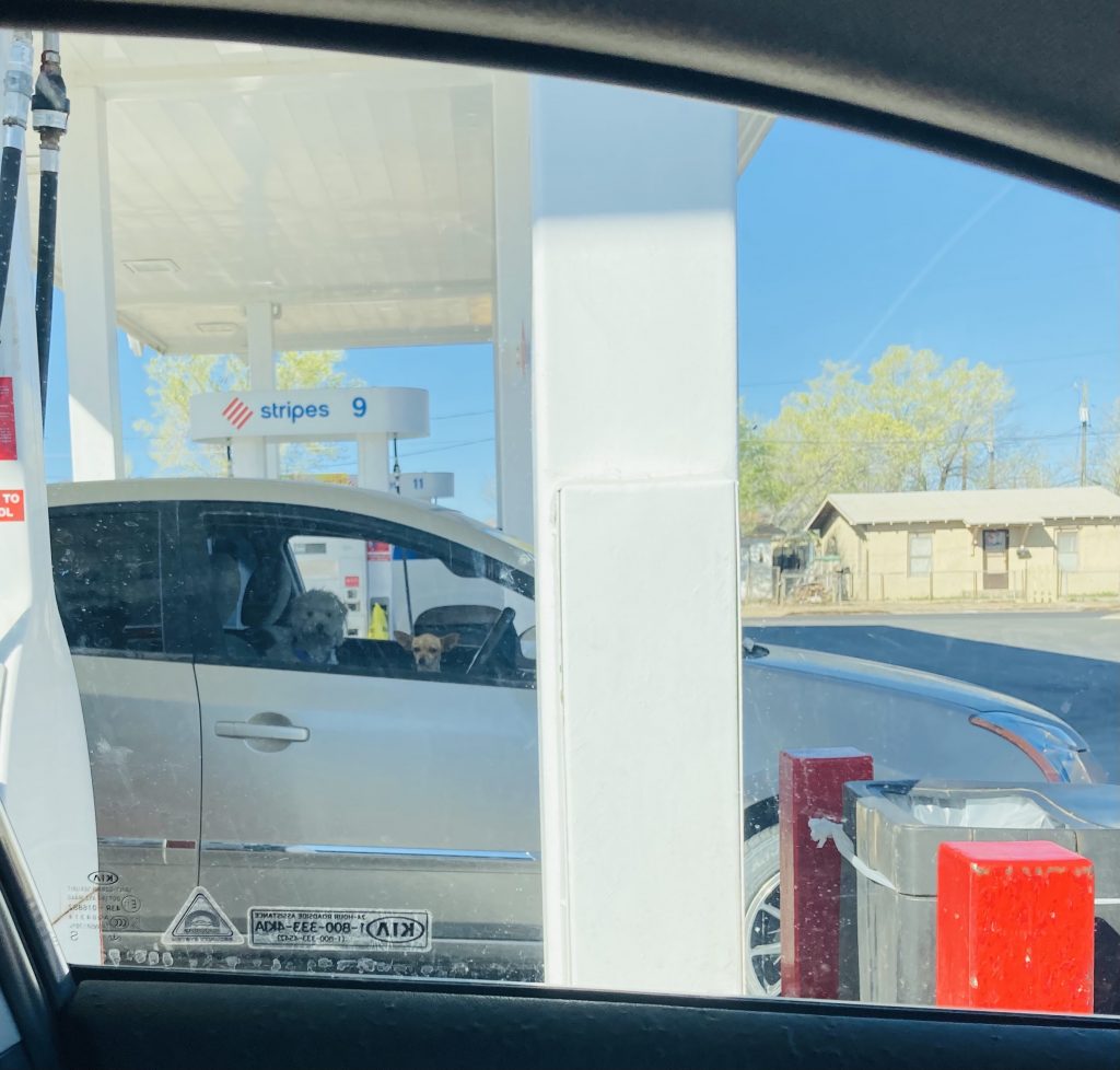 two dogs in a car at a gas station